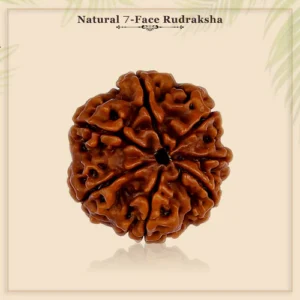 7 Mukhi Rudraksha - Image 2