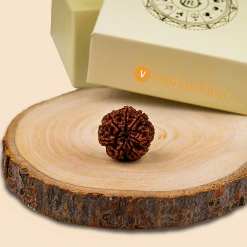 7 Mukhi Rudraksha
