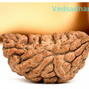 1 MUKHI RUDRAKSHA