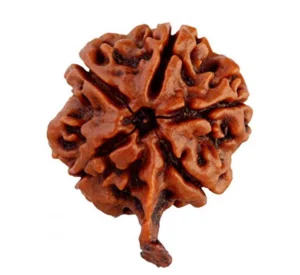 Ganesha Rudraksha