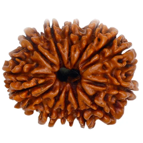 14 Mukhi Rudraksha (Nepali)