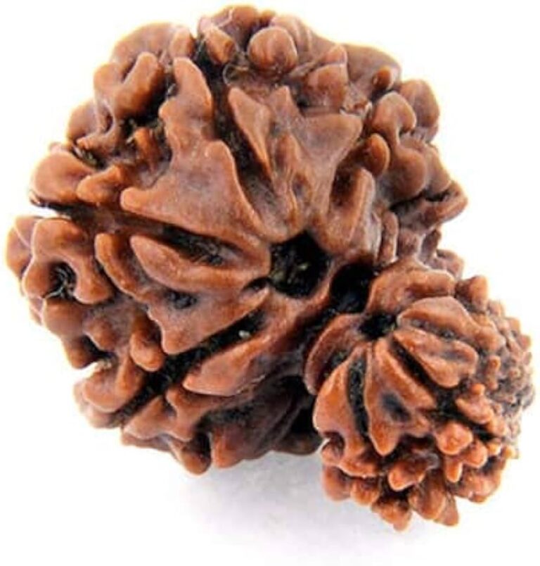 Garbh Gauri Rudraksha
