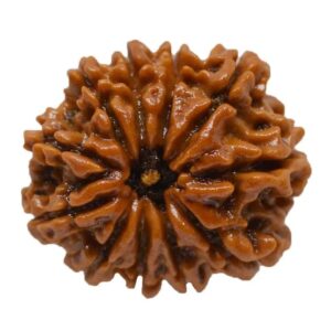 11 Mukhi Rudraksha (Nepali)
