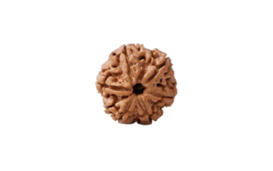 6 Mukhi Rudraksha (Nepali)
