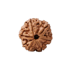 6 Mukhi Rudraksha (Nepali)