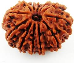 12 Mukhi Rudraksha (Nepali)
