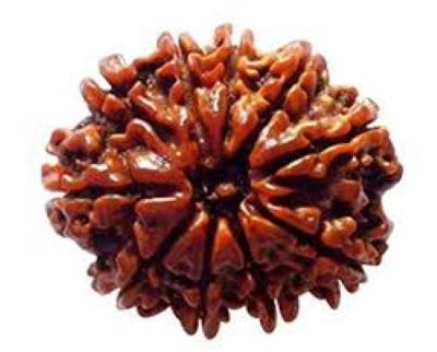 10 Mukhi Rudraksha (Nepali)