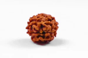 Natural 2 Mukhi Rudraksha