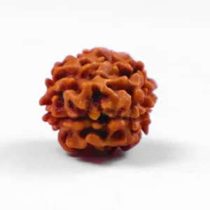 Natural 2 Mukhi Rudraksha