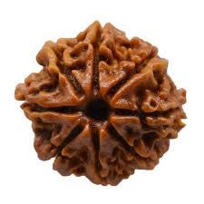 8 Mukhi Rudraksha (Nepali)